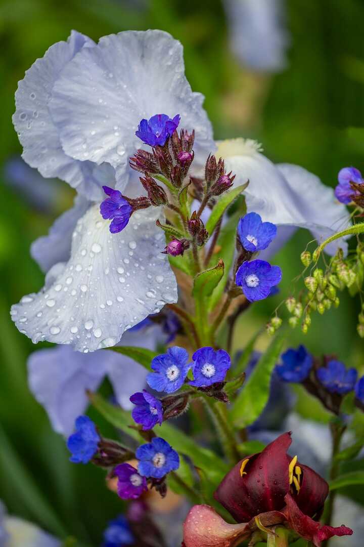 RHS Flower Show at Wentworth Woodhouse